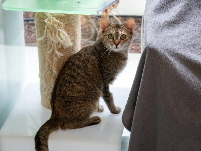 Elvira - Katze zur Adoption aus Tierheim Nürnberg