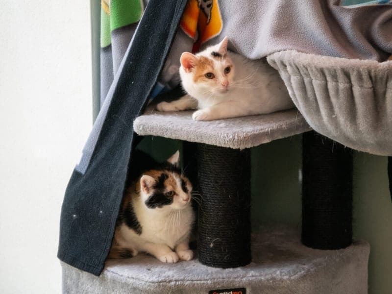 Flöckchen, Sternchen und Fiepi - Katze zur Adoption aus Tierheim Nürnberg