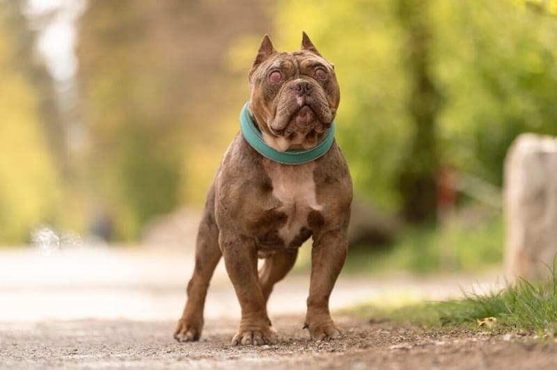Flash - Hund zur Adoption aus Tierheim Nürnberg