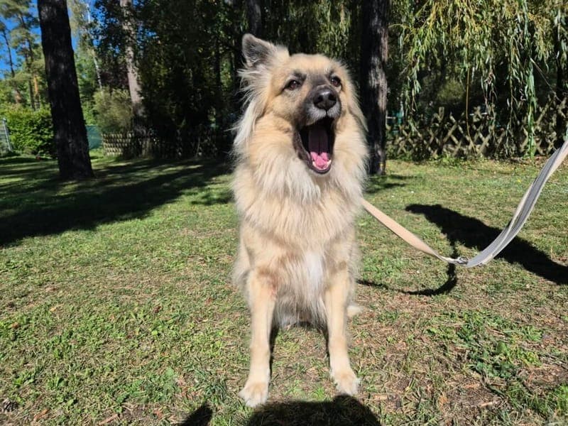 Fred - Hund zur Adoption aus Tierheim Nürnberg