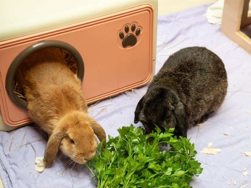 Ginny und Gimli - Kleintier zur Adoption aus Tierheim Nürnberg