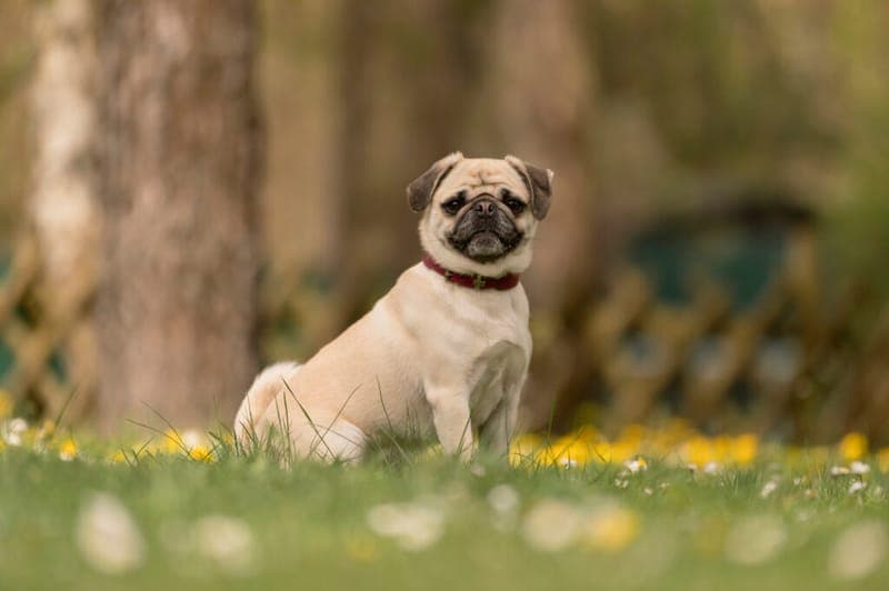 Isy - Hund zur Adoption aus Tierheim Nürnberg