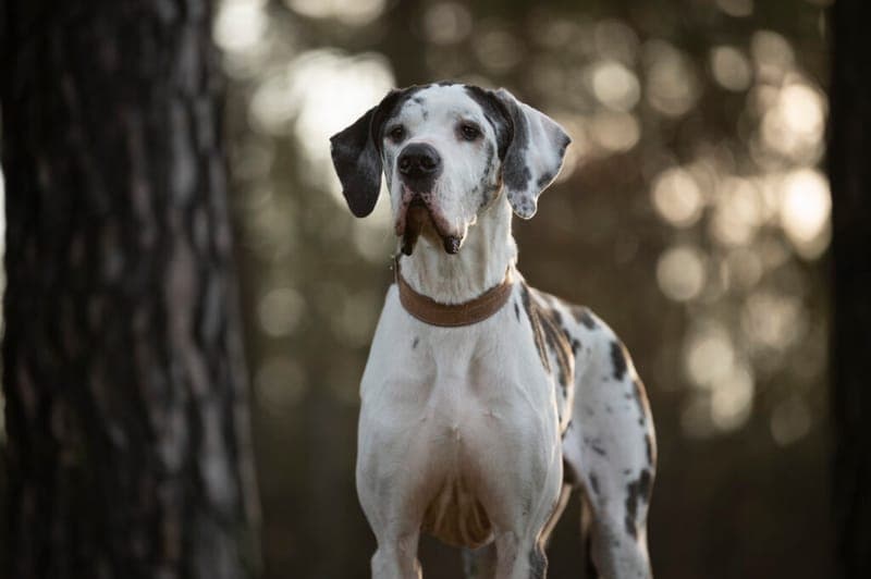 Karl - Hund zur Adoption aus Tierheim Nürnberg