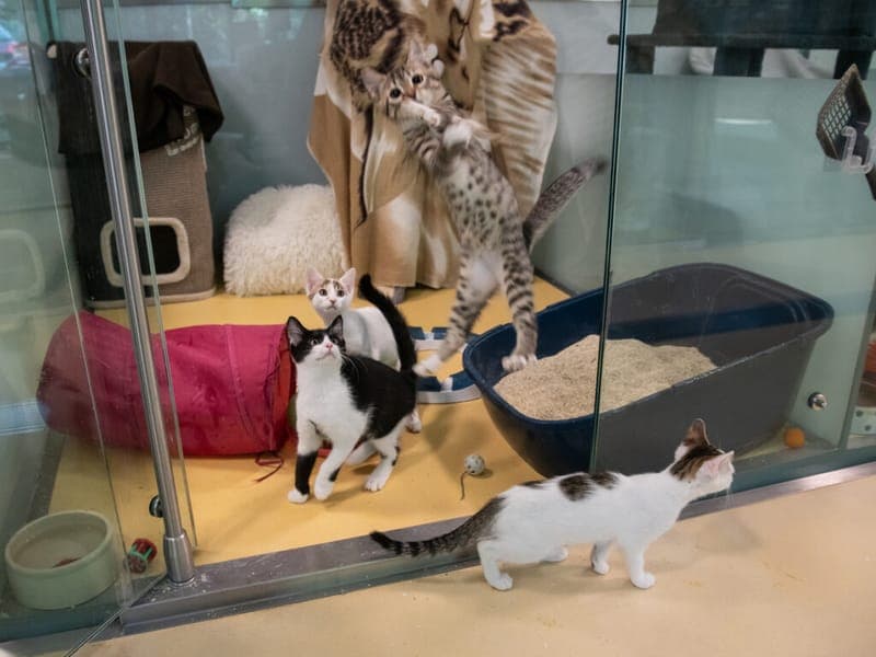 Katzenkinder - Katze zur Adoption aus Tierheim Nürnberg