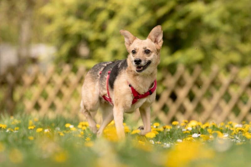 Klara - Hund zur Adoption aus Tierheim Nürnberg