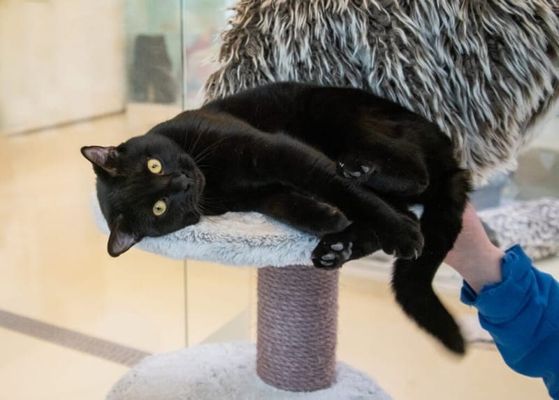 Kopernikus - Katze zur Adoption aus Tierheim Nürnberg