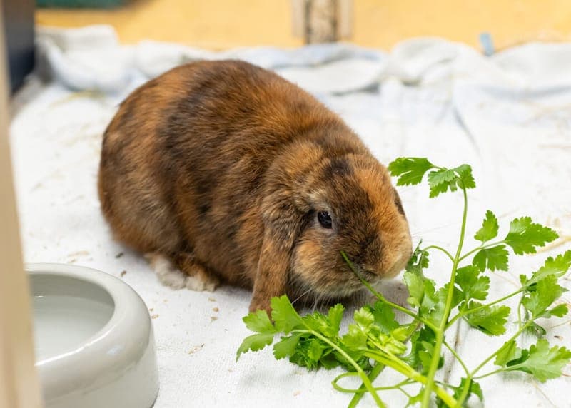 Krampus - Kleintier zur Adoption aus Tierheim Nürnberg
