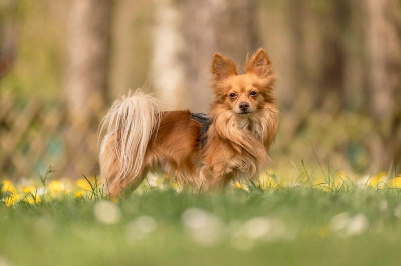 Leo - Hund zur Adoption aus Tierheim Nürnberg