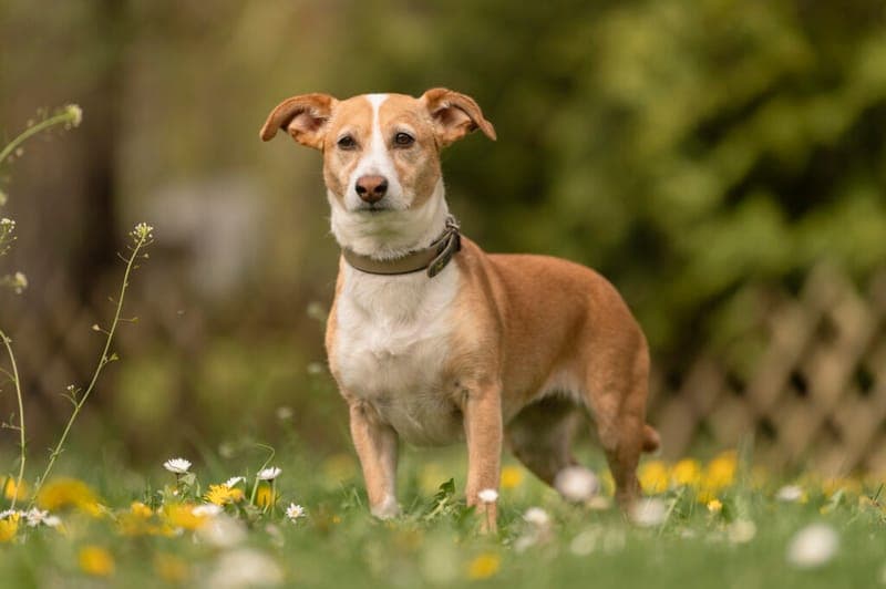 Lisa - Hund zur Adoption aus Tierheim Nürnberg