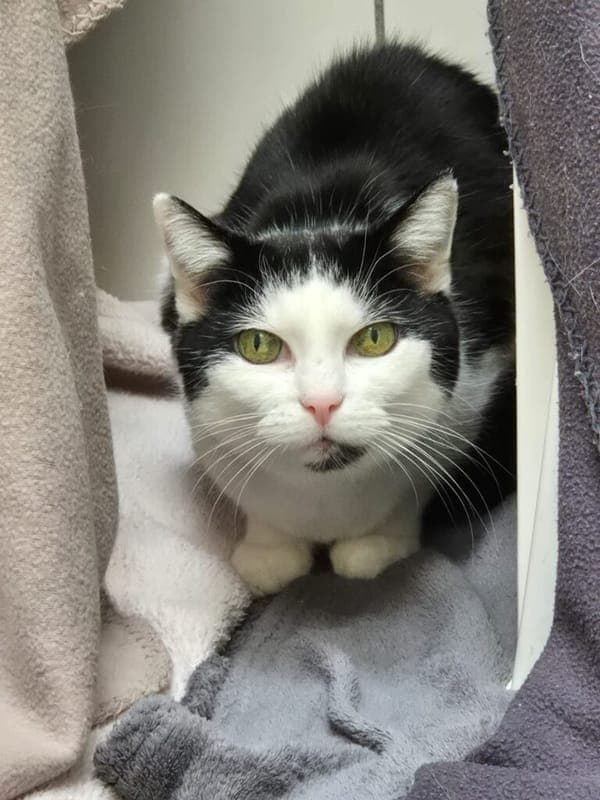 Luci - Katze zur Adoption aus Tierheim Nürnberg