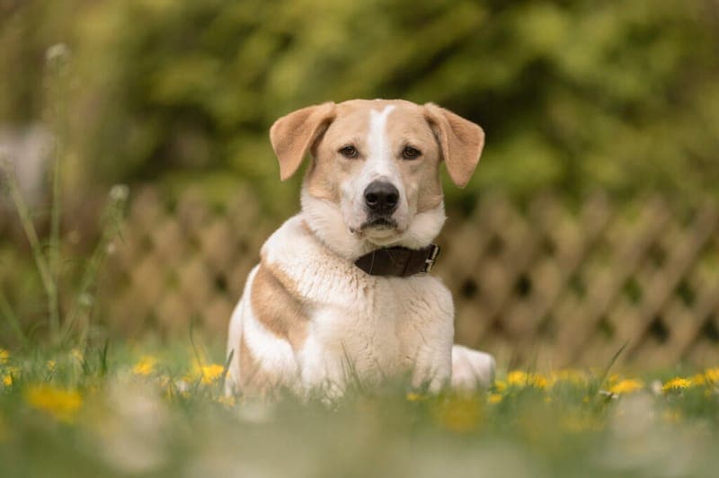Lui - Hund zur Adoption aus Tierheim Nürnberg