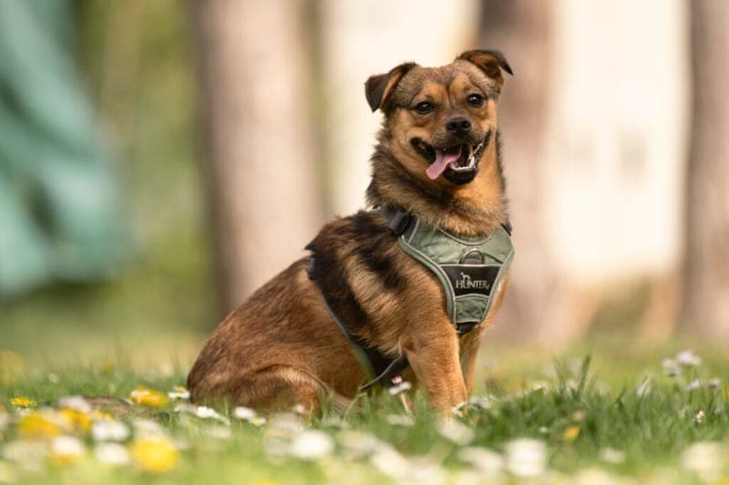 Max - Hund zur Adoption aus Tierheim Nürnberg