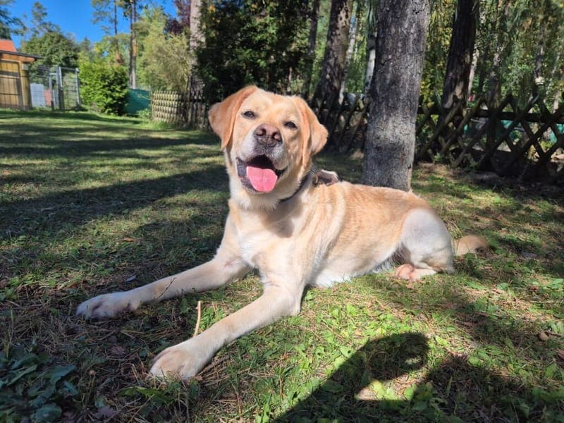 Meisje - Hund zur Adoption aus Tierheim Nürnberg