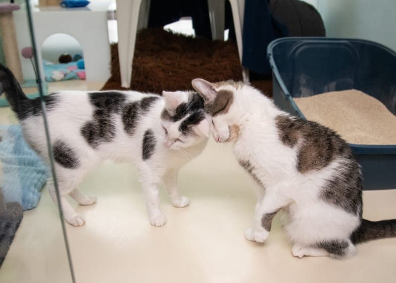 Mia, Bella, Arie - Katze zur Adoption aus Tierheim Nürnberg