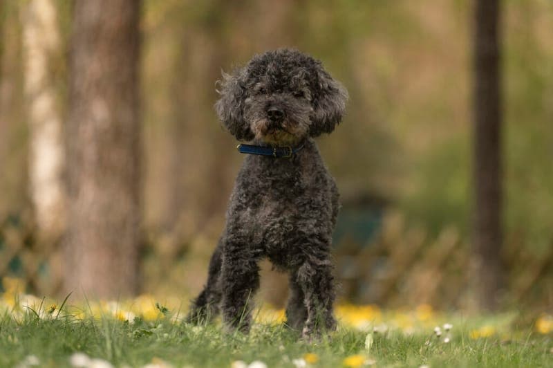 Millow - Hund zur Adoption aus Tierheim Nürnberg