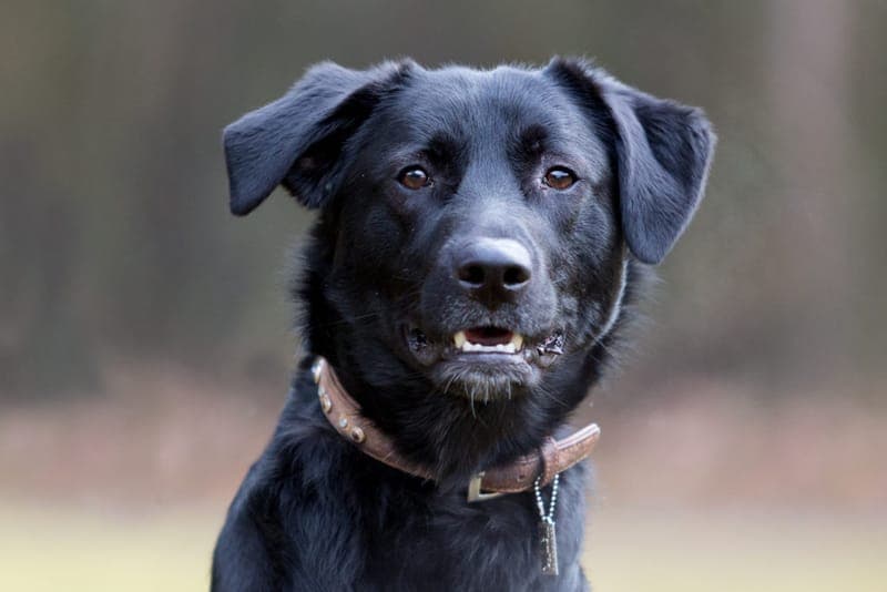 Mogli - Hund zur Adoption aus Tierheim Nürnberg