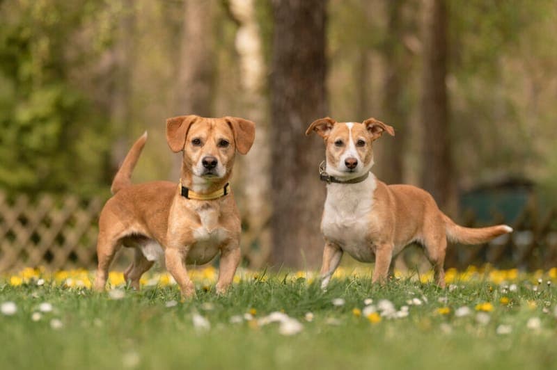 Ollye und Lisa - Hund zur Adoption aus Tierheim Nürnberg
