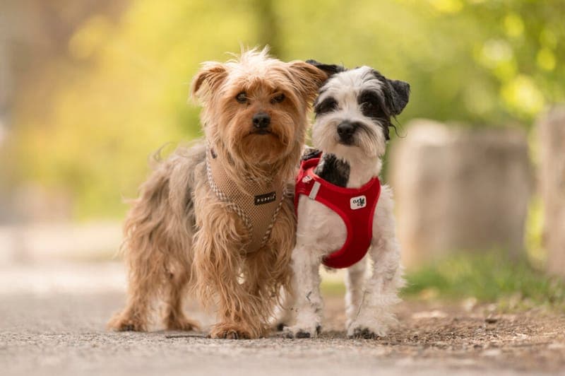 Oreo und Ferdinand - Hund zur Adoption aus Tierheim Nürnberg