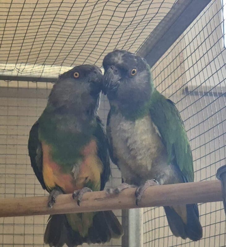 Pari und Senator - Vogel zur Adoption aus Tierheim Nürnberg