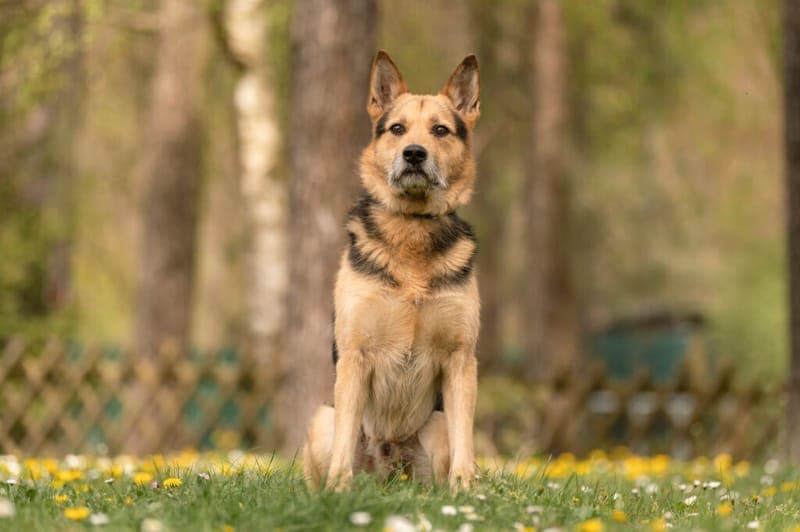 Paul - Hund zur Adoption aus Tierheim Nürnberg