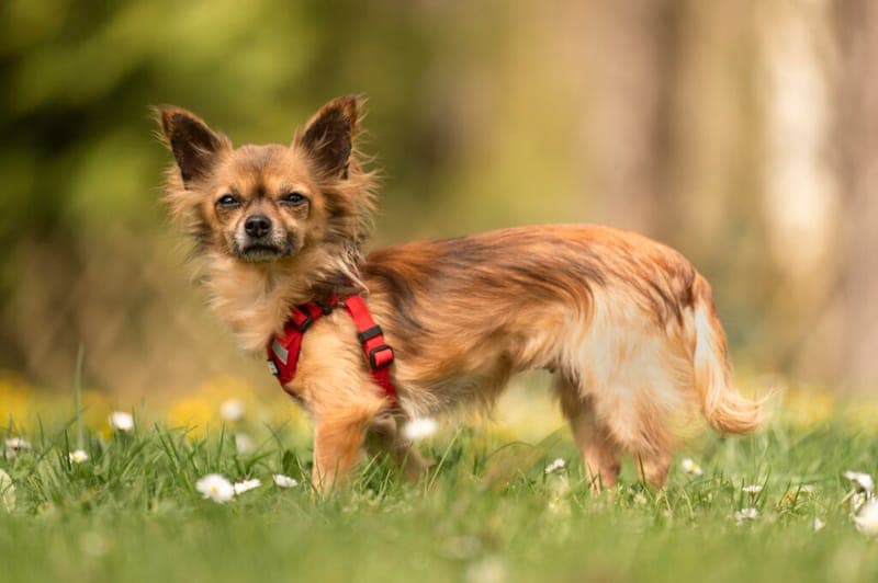 Peanut - Hund zur Adoption aus Tierheim Nürnberg