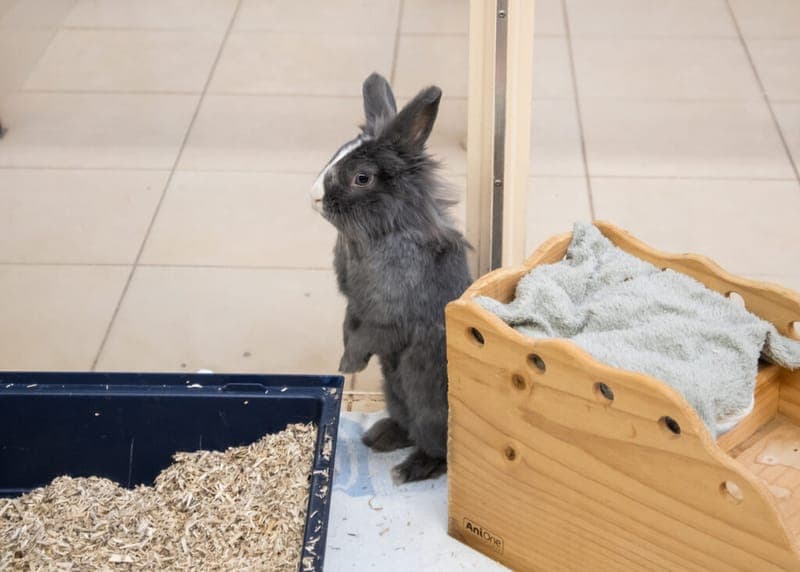 Pfeffer und Salz - Kleintier zur Adoption aus Tierheim Nürnberg
