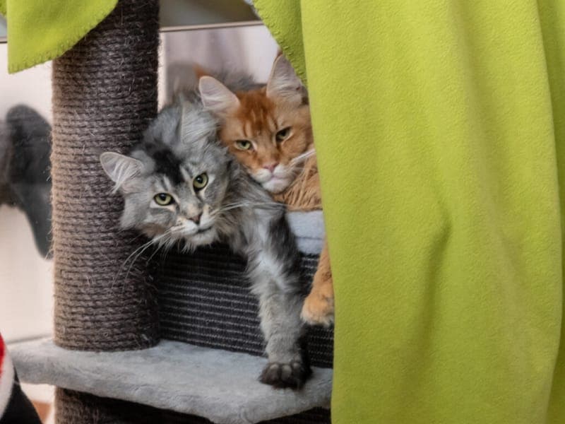 Pixel und Giorgia - Katze zur Adoption aus Tierheim Nürnberg