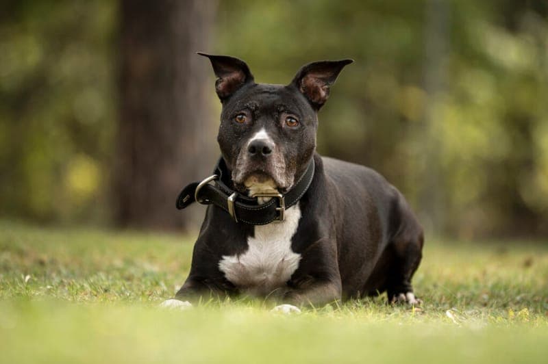 Polly - Hund zur Adoption aus Tierheim Nürnberg