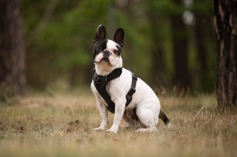 Rüdiger - Hund zur Adoption aus Tierheim Nürnberg