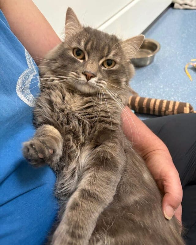 Rasputin - Katze zur Adoption aus Tierheim Nürnberg