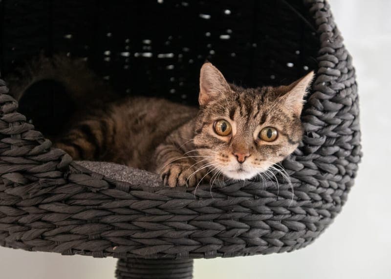 Rhea - Katze zur Adoption aus Tierheim Nürnberg