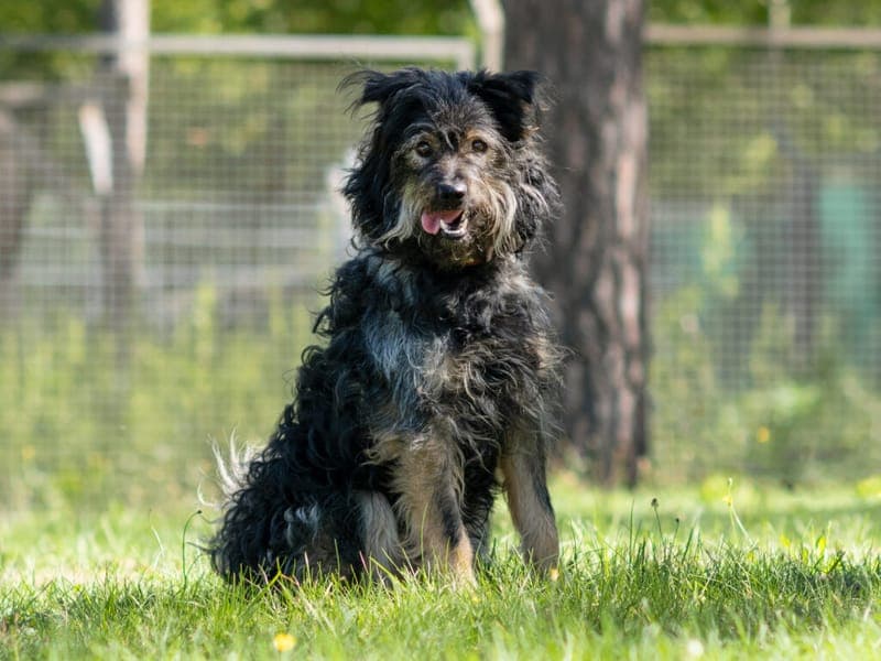 Rudi - Hund zur Adoption aus Tierheim Nürnberg