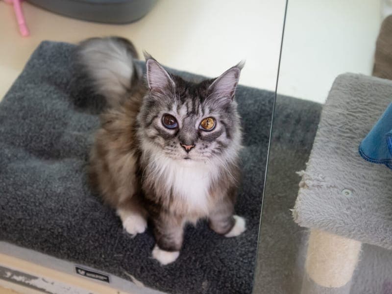 Schella - Katze zur Adoption aus Tierheim Nürnberg