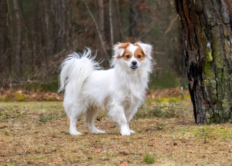 Scooby - Hund zur Adoption aus Tierheim Nürnberg