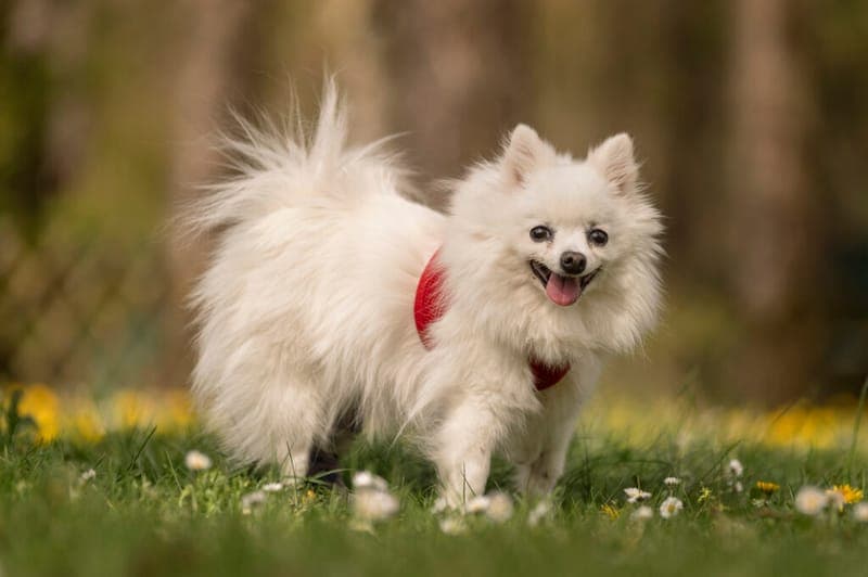 Scrat - Hund zur Adoption aus Tierheim Nürnberg