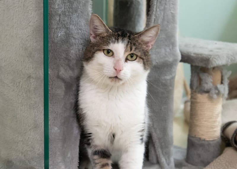 Sid - Katze zur Adoption aus Tierheim Nürnberg