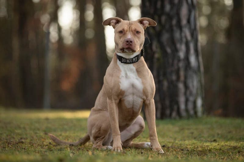 Sky - Hund zur Adoption aus Tierheim Nürnberg