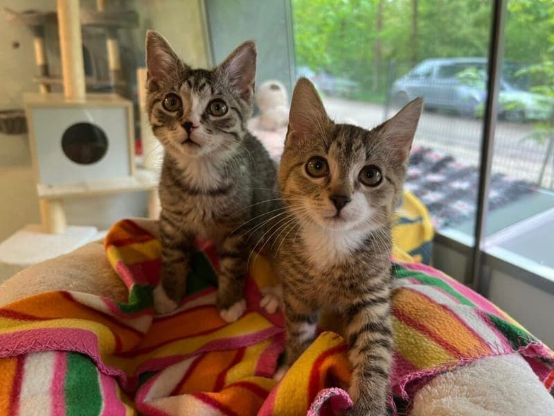 Skylar und Tylor - Katze zur Adoption aus Tierheim Nürnberg