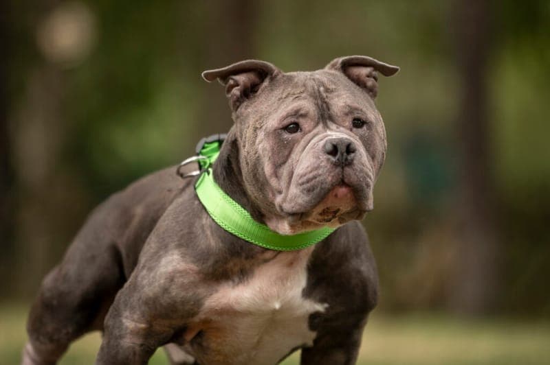 Tjark - Hund zur Adoption aus Tierheim Nürnberg