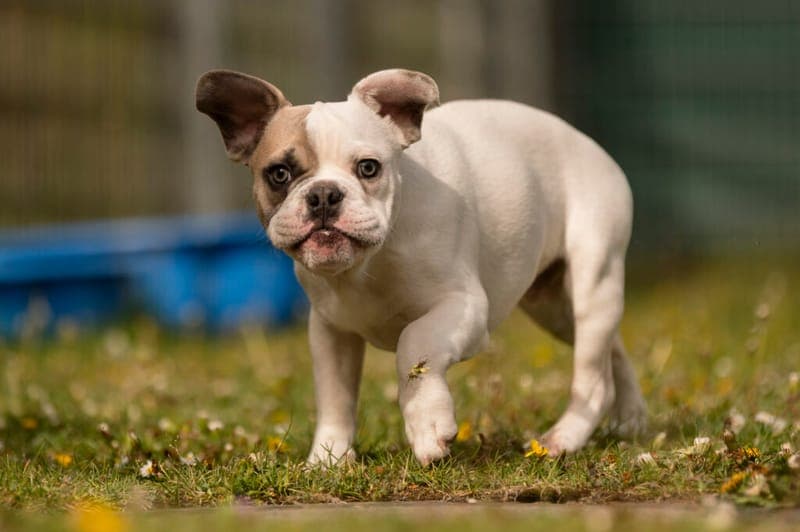 Toni - Hund zur Adoption aus Tierheim Nürnberg
