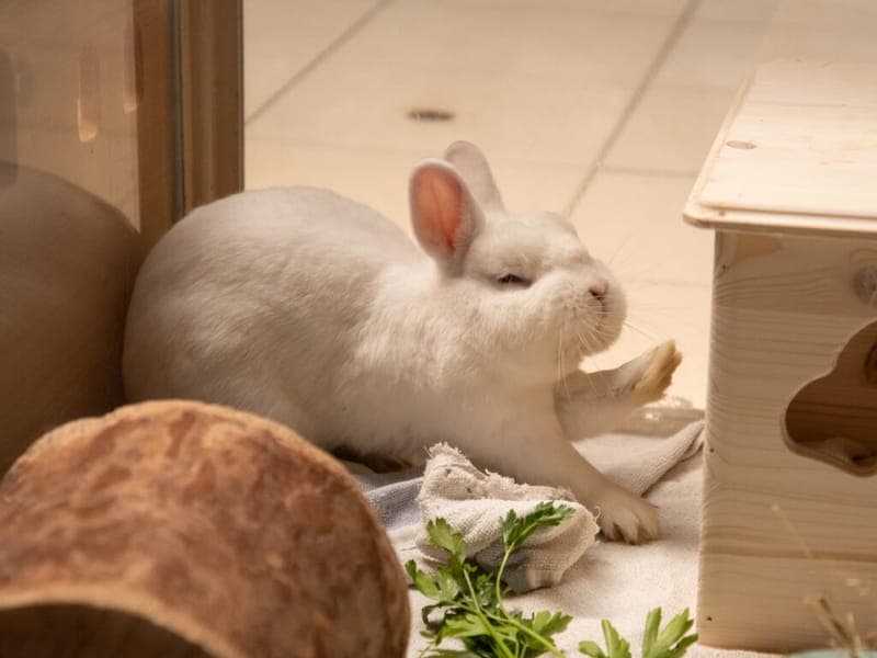 Udon - Kleintier zur Adoption aus Tierheim Nürnberg