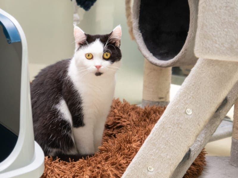 Wilma und Bailey - Katze zur Adoption aus Tierheim Nürnberg