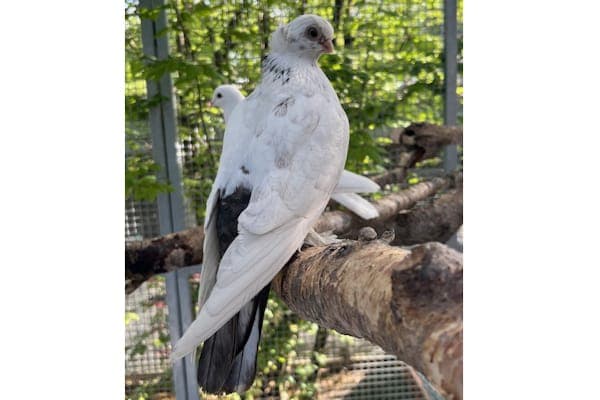Aattetur - Vogel zur Adoption aus Tierheim Reutlingen