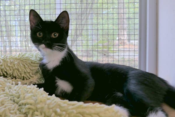 Amalia - Katze zur Adoption aus Tierheim Reutlingen