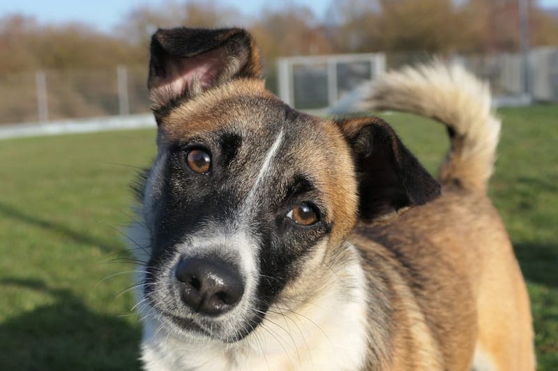 Amelia - Hund zur Adoption aus Tierheim Reutlingen