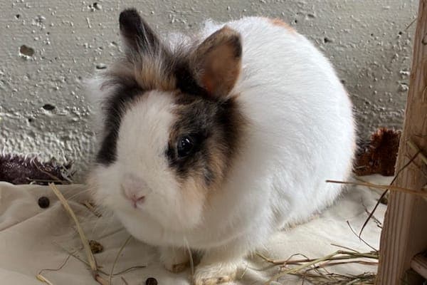 Andromeda Tonks - Kleintier zur Adoption aus Tierheim Reutlingen