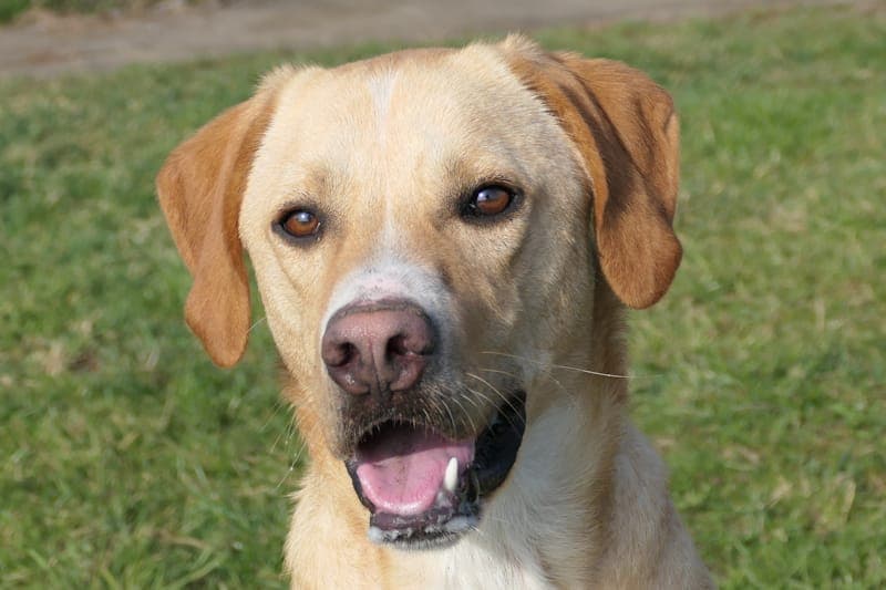 Anton - Hund zur Adoption aus Tierheim Reutlingen