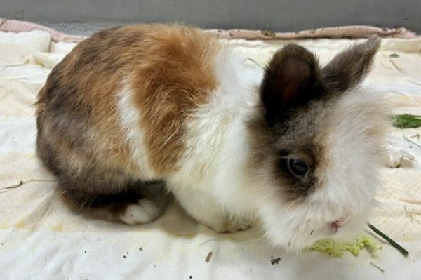 Apache - Kleintier zur Adoption aus Tierheim Reutlingen