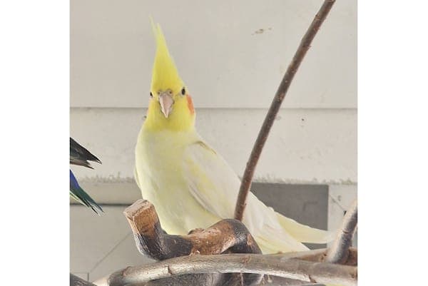Apolline Delacour - Vogel zur Adoption aus Tierheim Reutlingen