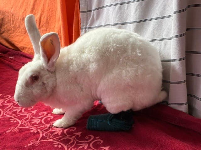 Arcacia - Kleintier zur Adoption aus Tierheim Reutlingen